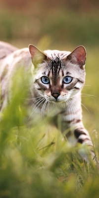 Leopardenteich