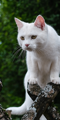 Daski