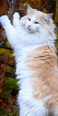 Goldfuchs